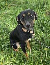 OPHELIA, Hund, Mischlingshund in Ungarn