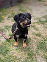 31L, Hund, Mischlingshund in Slowakische Republik