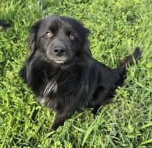 IGNAZ, Hund, Mischlingshund in Ungarn