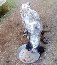 JULA, Hund, English Setter Mischling in Italien
