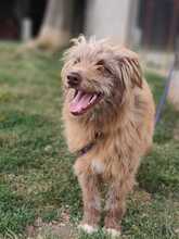 28L, Hund, Mischlingshund in Slowakische Republik