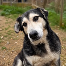 REMI, Hund, Mischlingshund in Italien