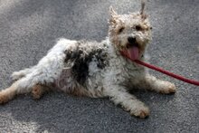 PAMACS11, Hund, Foxterrier-Mix in Handeloh