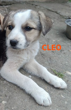 CLEO2, Hund, Mischlingshund in Bulgarien