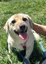 LUSITA, Hund, Mischlingshund in Rumänien