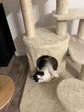 ELFI, Katze, Europäisch Kurzhaar Mix in Langenhagen
