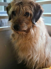 PODIMO, Hund, Mischlingshund in Rumänien