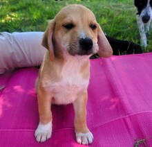 ADAM, Hund, Mischlingshund in Griechenland