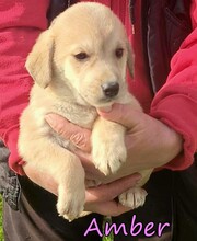 AMBER, Hund, Mischlingshund in Griechenland
