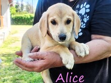 ALICE, Hund, Mischlingshund in Griechenland