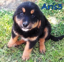 ARIS3, Hund, Mischlingshund in Griechenland