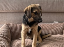 BERNIE, Hund, Mischlingshund in Schriesheim