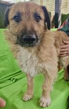 ELVIS, Hund, Mischlingshund in Rumänien