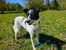 SMILLA, Hund, Mischlingshund in Hamburg
