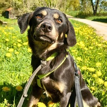 NITA, Hund, Mischlingshund in Neunburg