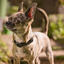 LUCKY, Hund, Chihuahua in Stadtlauringen