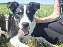LILA, Hund, Mischlingshund in Dießen