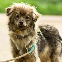 SPROTTE, Hund, Mischlingshund in Birkenau