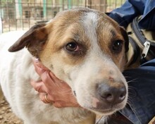 MONTANA, Hund, Mischlingshund in Rumänien