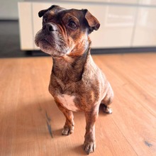 BONNIE, Hund, Chihuahua-Bulldogge-Mix in Bocholt