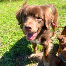 WHISKEY, Hund, Mischlingshund in Offenbach