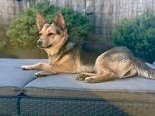 INGE, Hund, Mischlingshund in Greven