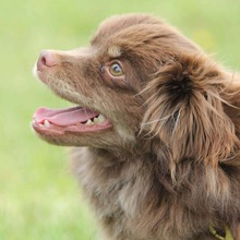 JOSIE, Hund, Mischlingshund in Ditscheid