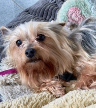 CSINI, Hund, Yorkshire Terrier in Kohlberg