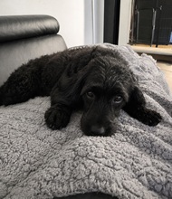 SZANDI, Hund, Maltipoo in Bad Rippoldsau-Schapbach