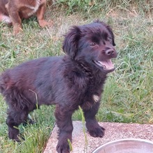 TOBY, Hund, Mischlingshund in Berg