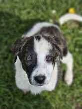 LOTTI, Hund, Mischlingshund in Kall