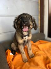 COOKIE, Hund, Mischlingshund in Kall