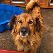 DANA, Hund, Mischlingshund in Rumänien