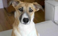 ELLIE, Hund, Mischlingshund in Hamburg
