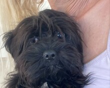 LOLLIPOP, Hund, Mischlingshund in Calden