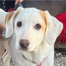 LILLY, Hund, Mischlingshund in Griechenland