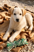 SKYE, Hund, Mischlingshund in Griechenland