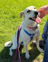 BILLIE, Hund, Mischlingshund in Euskirchen