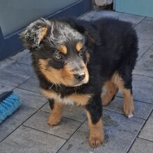 PINO, Hund, Mischlingshund in Rumänien