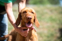 CSERMELY, Hund, Magyar Vizsla in Bad Wünnenberg