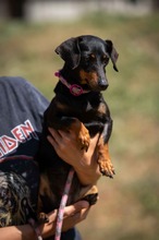 TISZAKAVICS, Hund, Kurzhaardackel in Ungarn