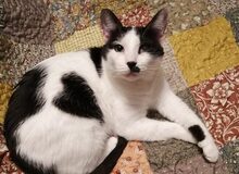 HAMLET, Katze, Europäisch Kurzhaar-Mix in Regensburg