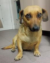 GLASHA, Hund, Mischlingshund in Russische Föderation
