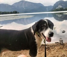 BALTASAR, Hund, Mischlingshund in Schlehdorf