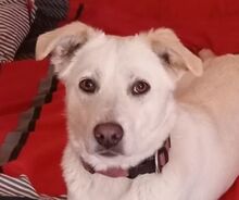 CHANEL2, Hund, Mischlingshund in Langwedel