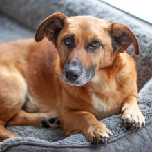 BAMBI, Hund, Mischlingshund in Lauf