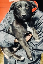 MAHINA, Hund, Mischlingshund in Rumänien