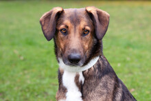BELKO, Hund, Mischlingshund in Betzenstein