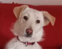 RENI, Hund, Mischlingshund in Langwedel