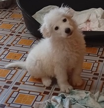 LUMA, Hund, Maremmano Mix in Italien